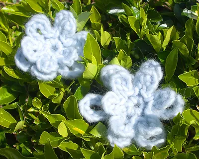 Blue Flowers