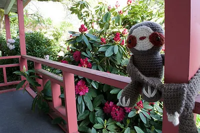 Bonds the Scarfie Sloth