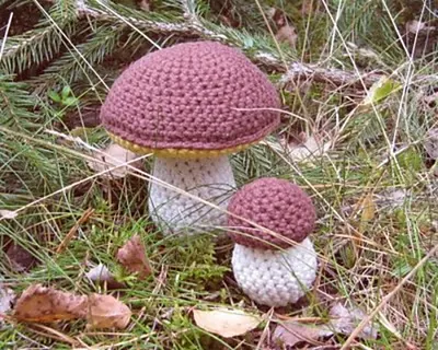 Cep or Porcino mushroom