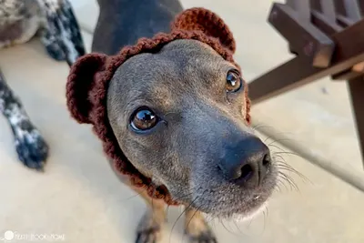 Dog Snood Costume