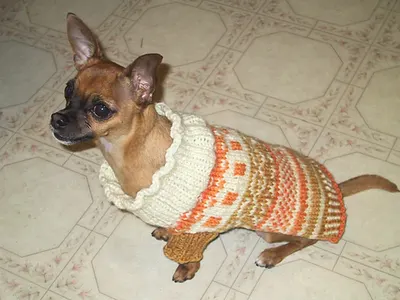 Fair Isle Dog Sweater
