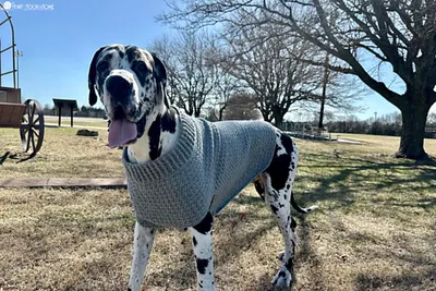 Large & Giant Dog Sweater