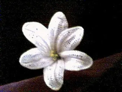 Lily