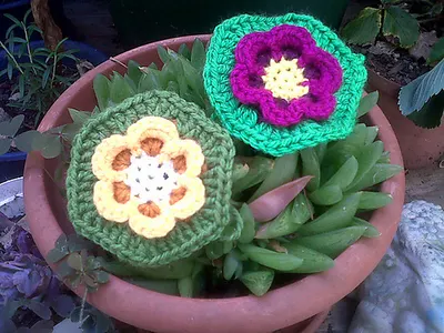 Lily-Pad Hexagon