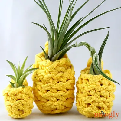 Lucky Pineapple Plant Hangers