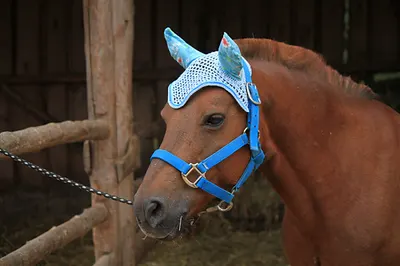 Ohrengarn für Ponies/fly bonnet for ponies