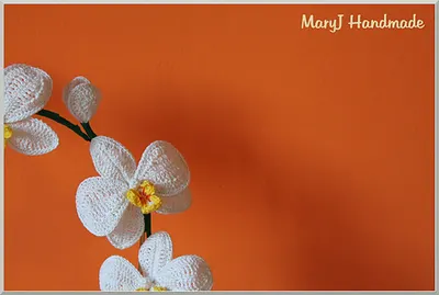 Orchid