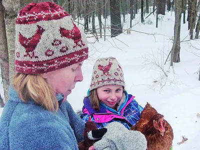Rhode Island red