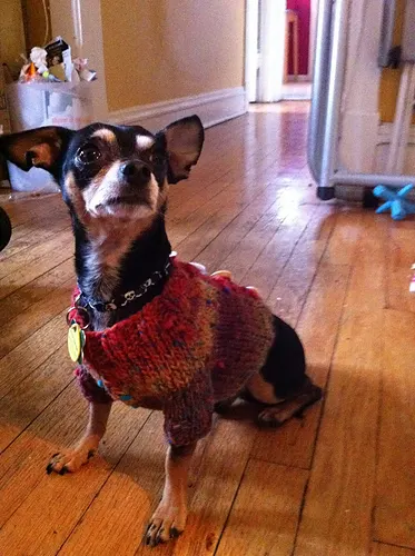 Rico's First Cardigan