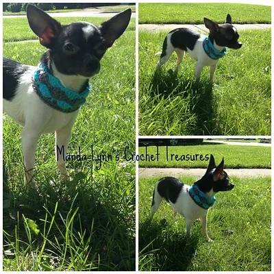Shell Stitch Cowl for Pup