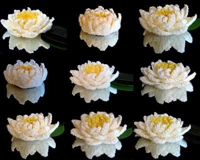 Water Lily (Seamless)