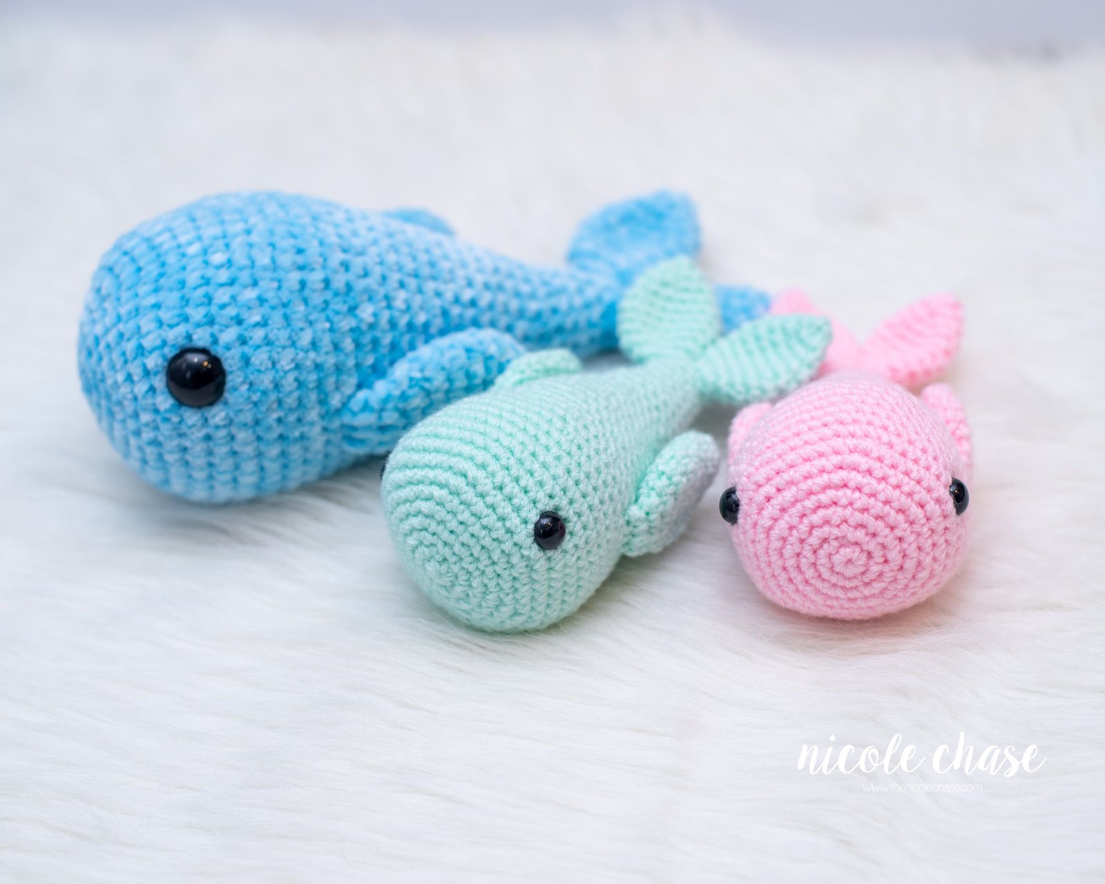 Echo the Whale photo 3