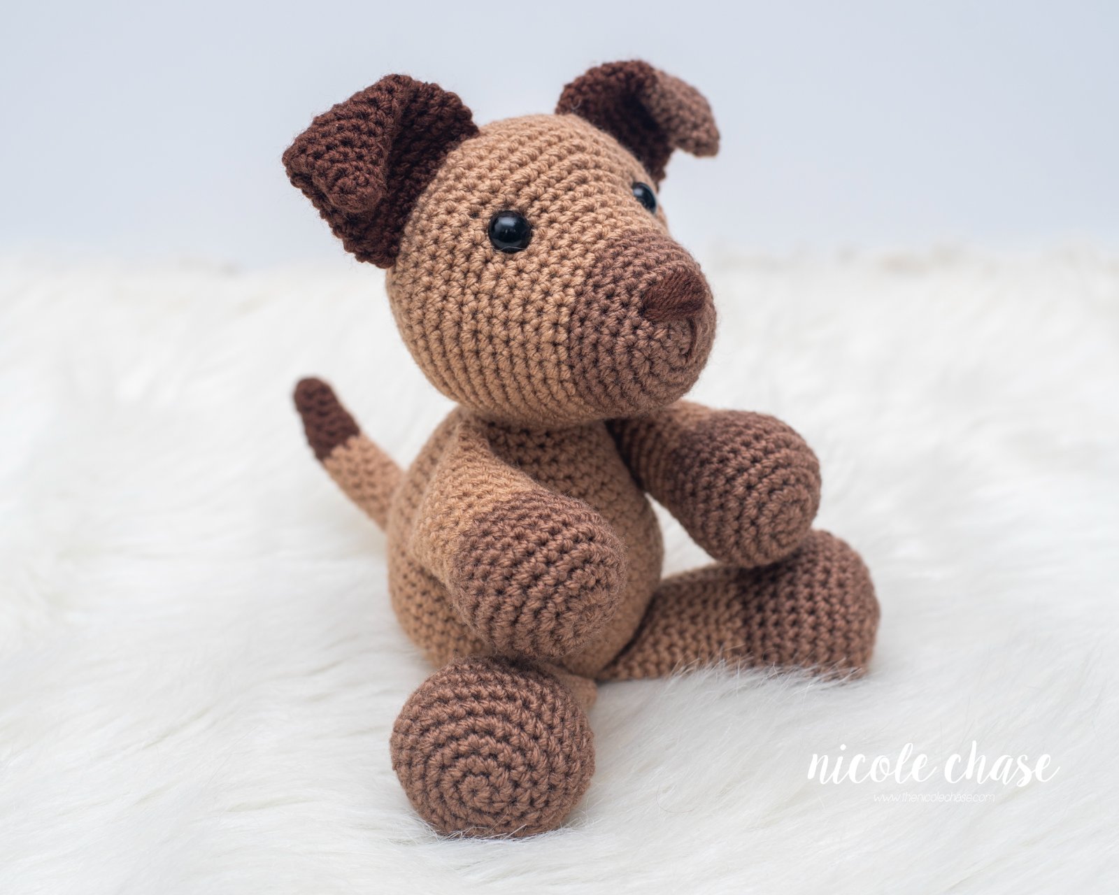 Daniel the Dog photo 2