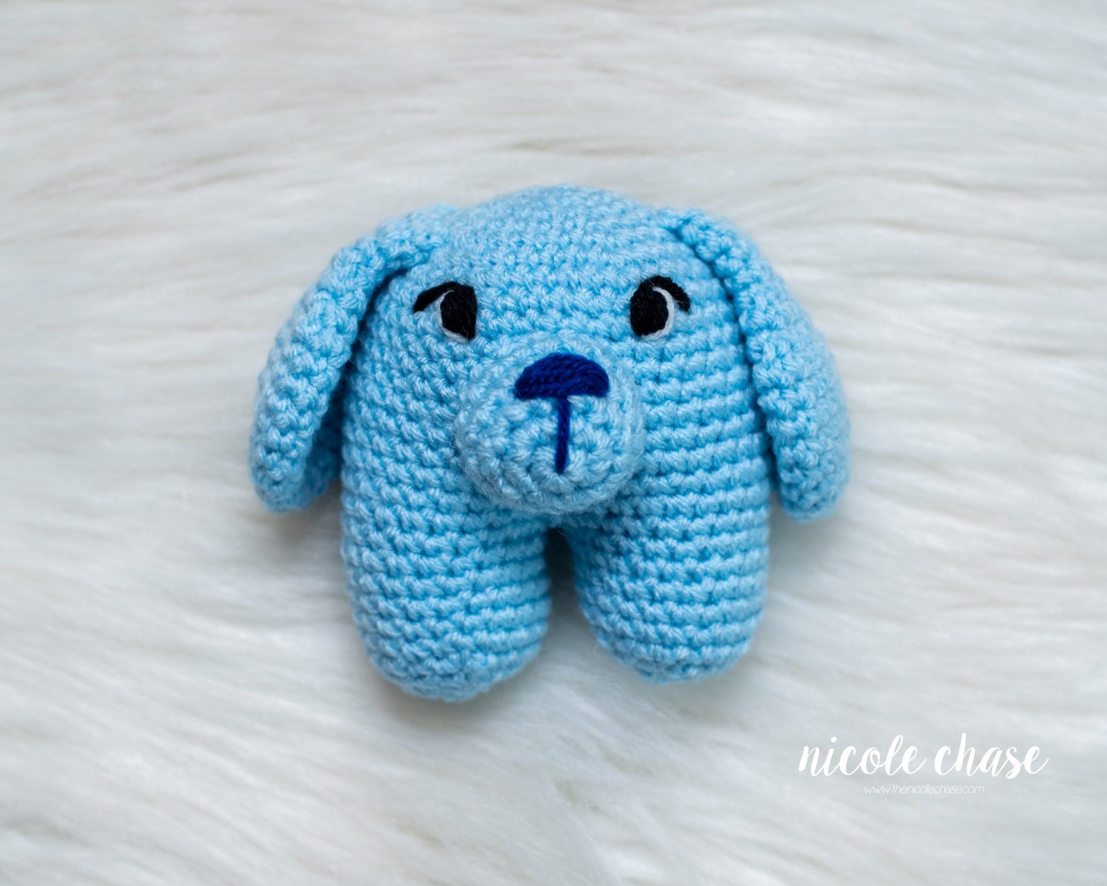 Perry the Puppy photo 3