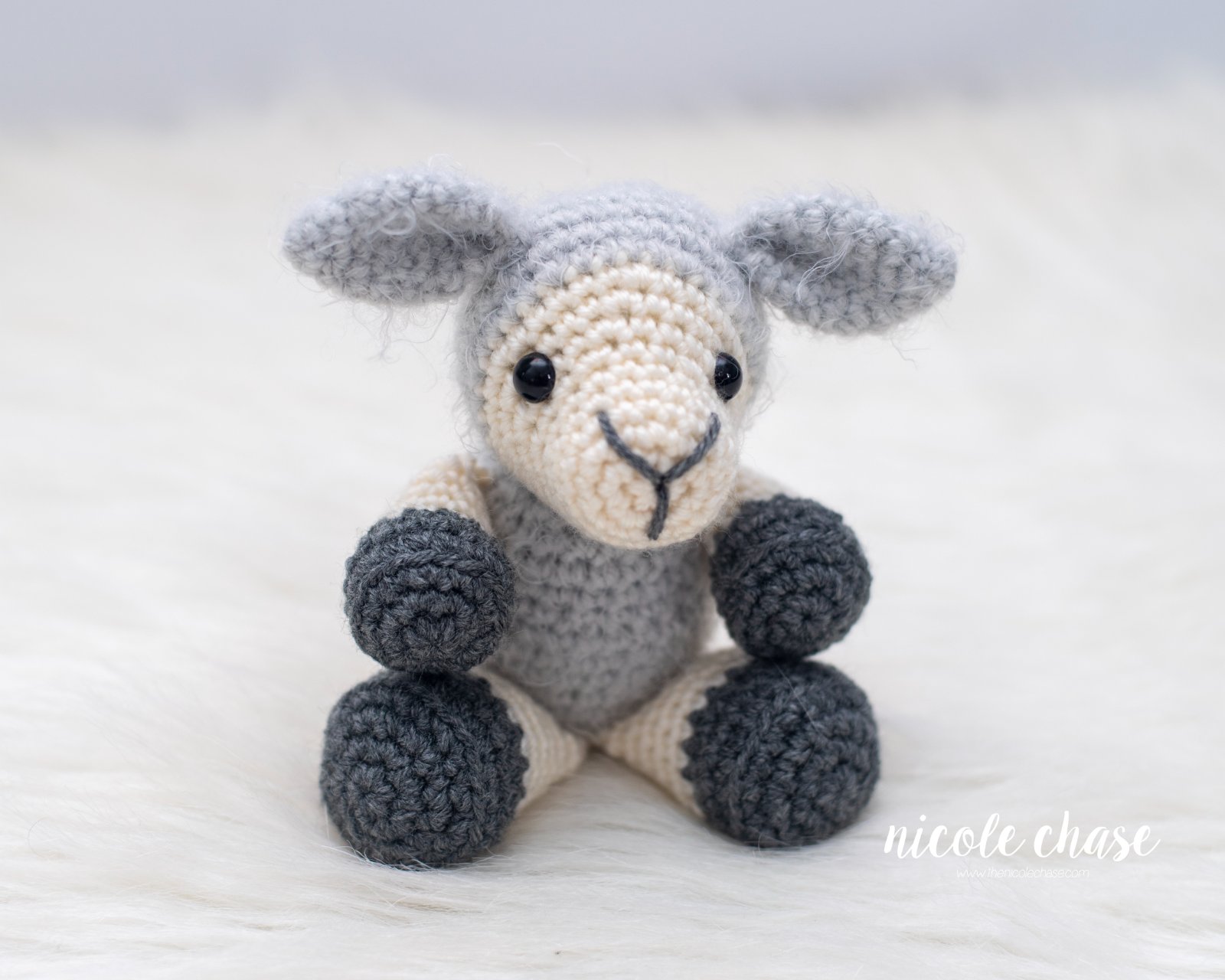 Sherman the Sheep photo 2